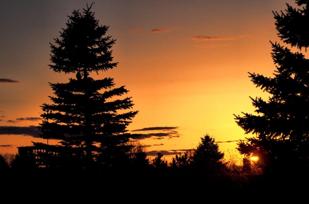 pine owl1200.jpg