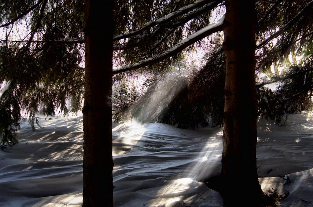 pine sunbeams 1200.jpg