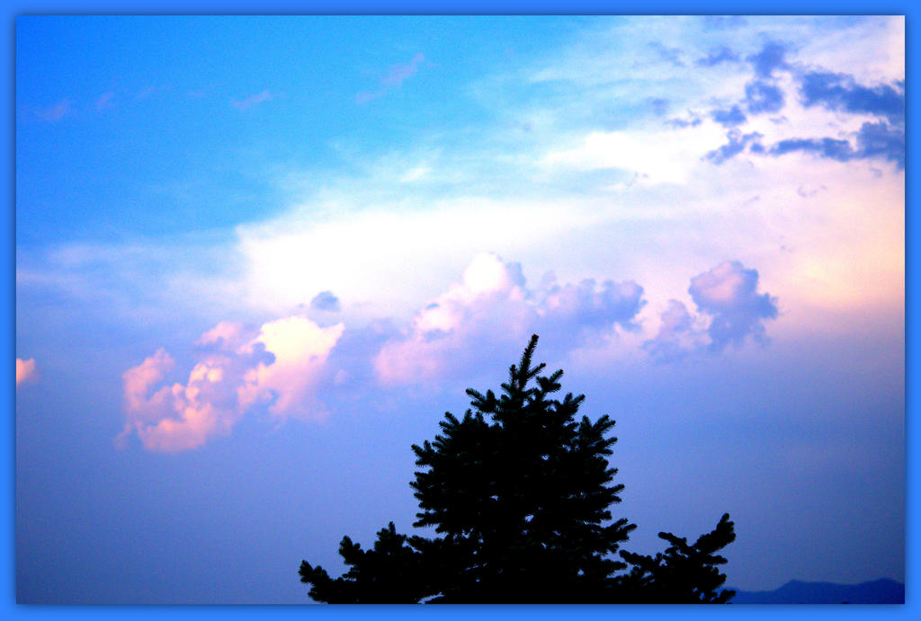 Pine Tree in the Sunset.jpg