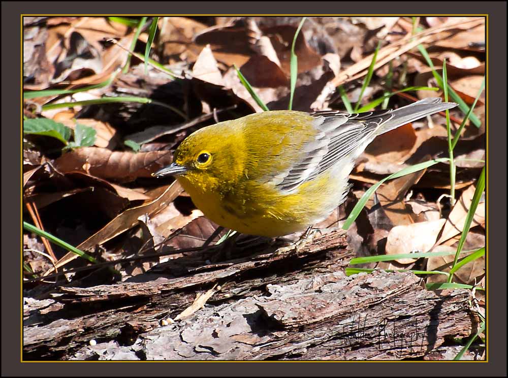Pine Warbler 1.jpg