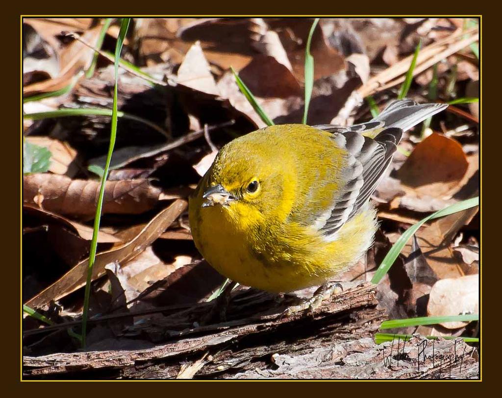 Pine Warbler 2.jpg