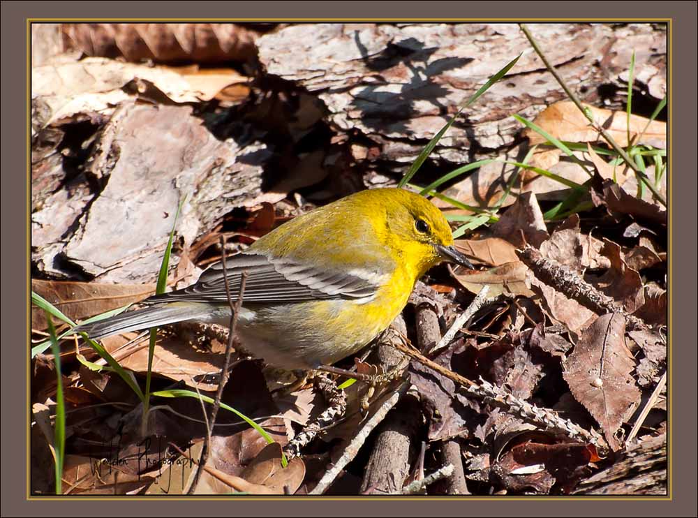 Pine Warbler 3.jpg
