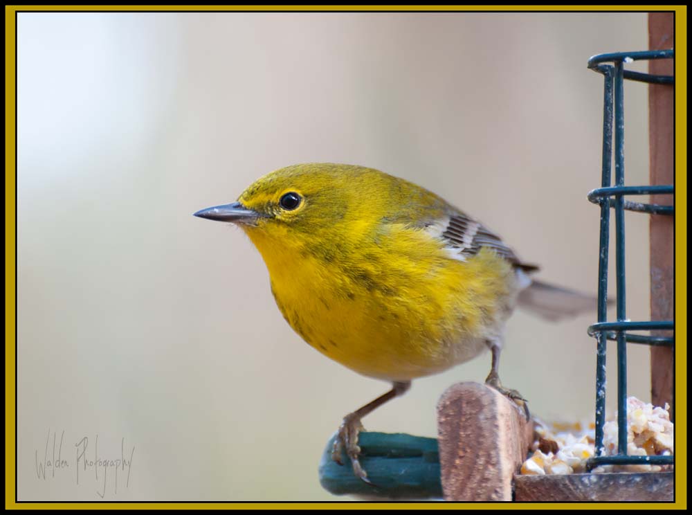 Pine Warbler 5.jpg