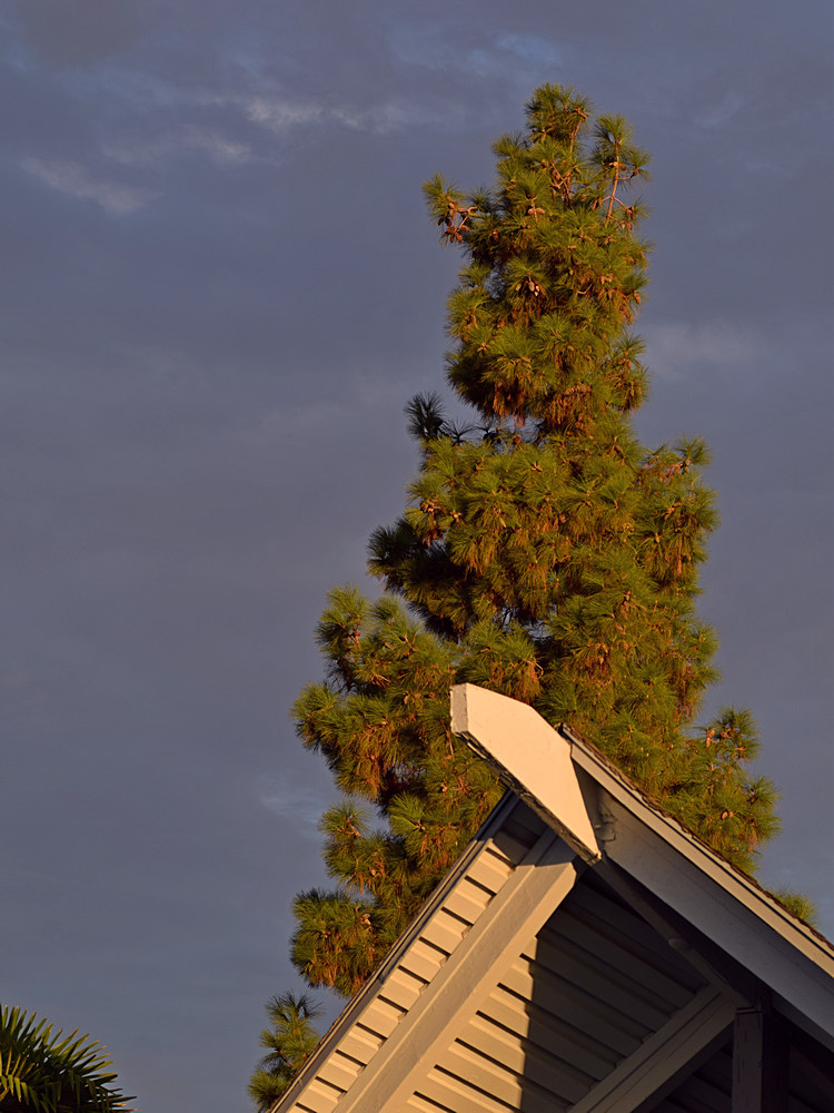 Pine2.jpg