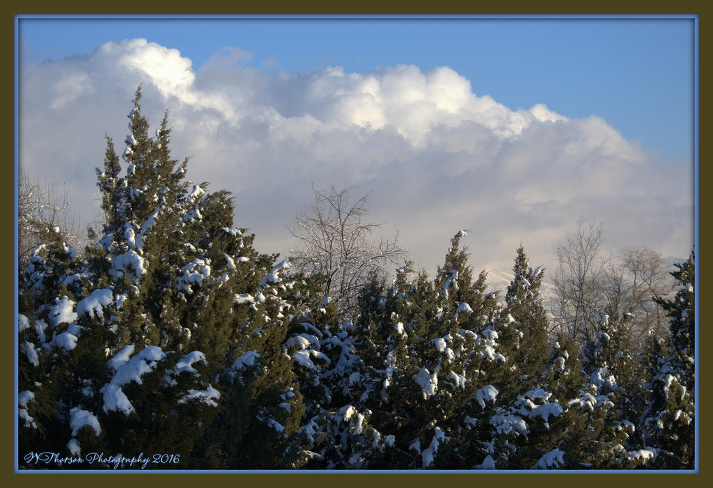 Pines and Clouds 1-25-2016.jpg