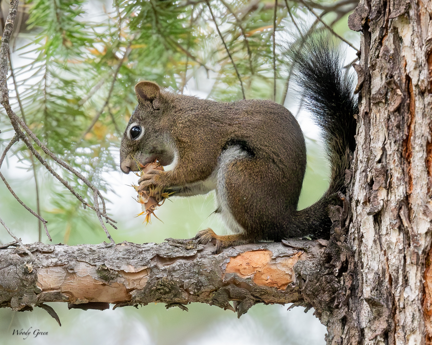 PineSquirrel-287.jpg