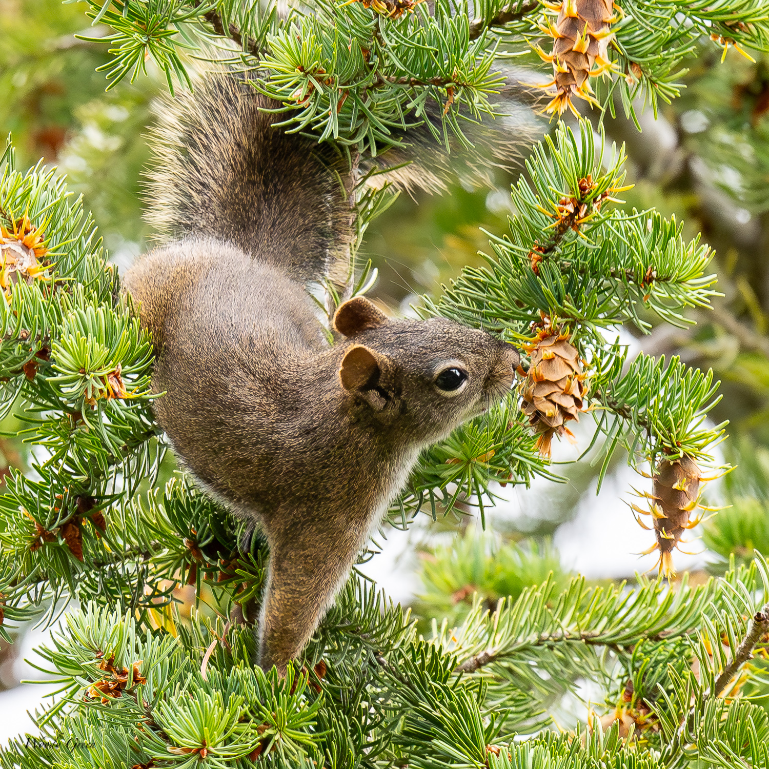 PineSquirrel-289.jpg