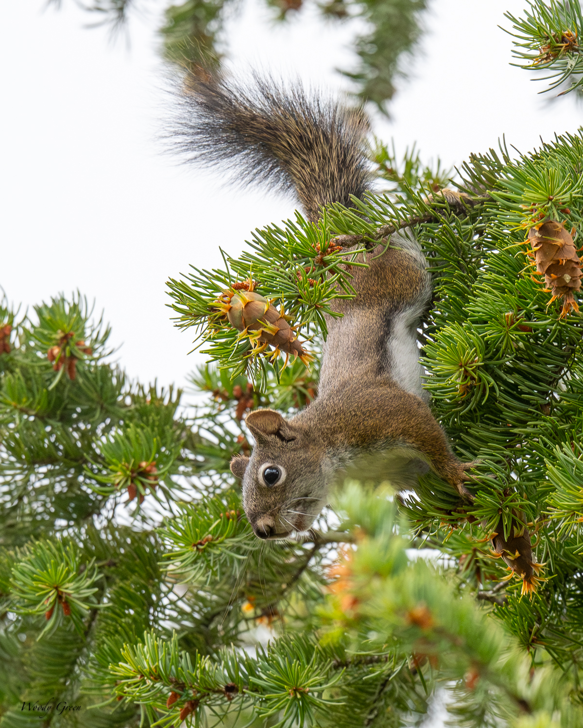 PineSquirrel-290.jpg