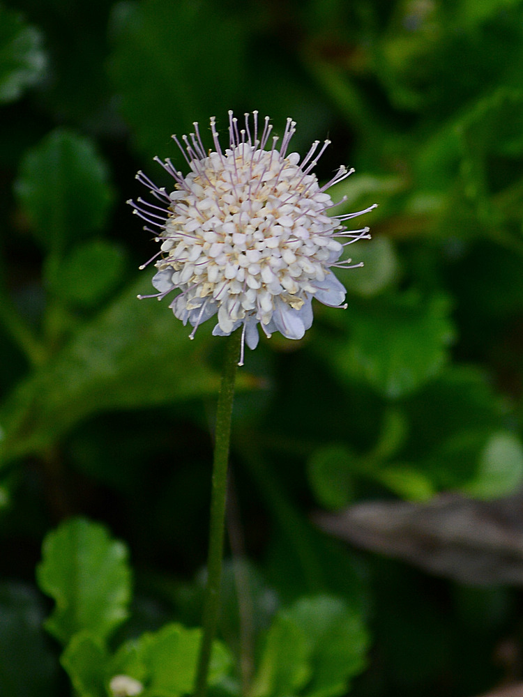 PinFlower.jpg
