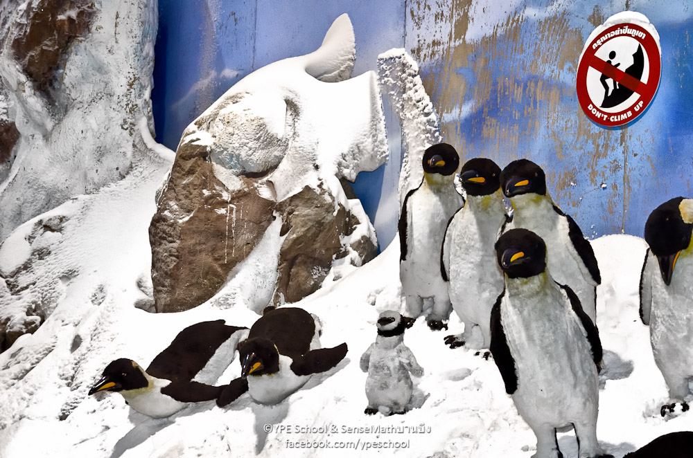pingu-1.jpg