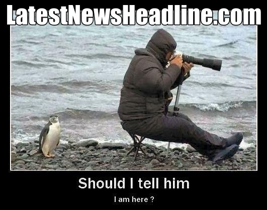 pinguin.jpg