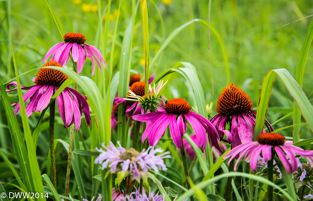 Pink 2 (1 of 1).jpg