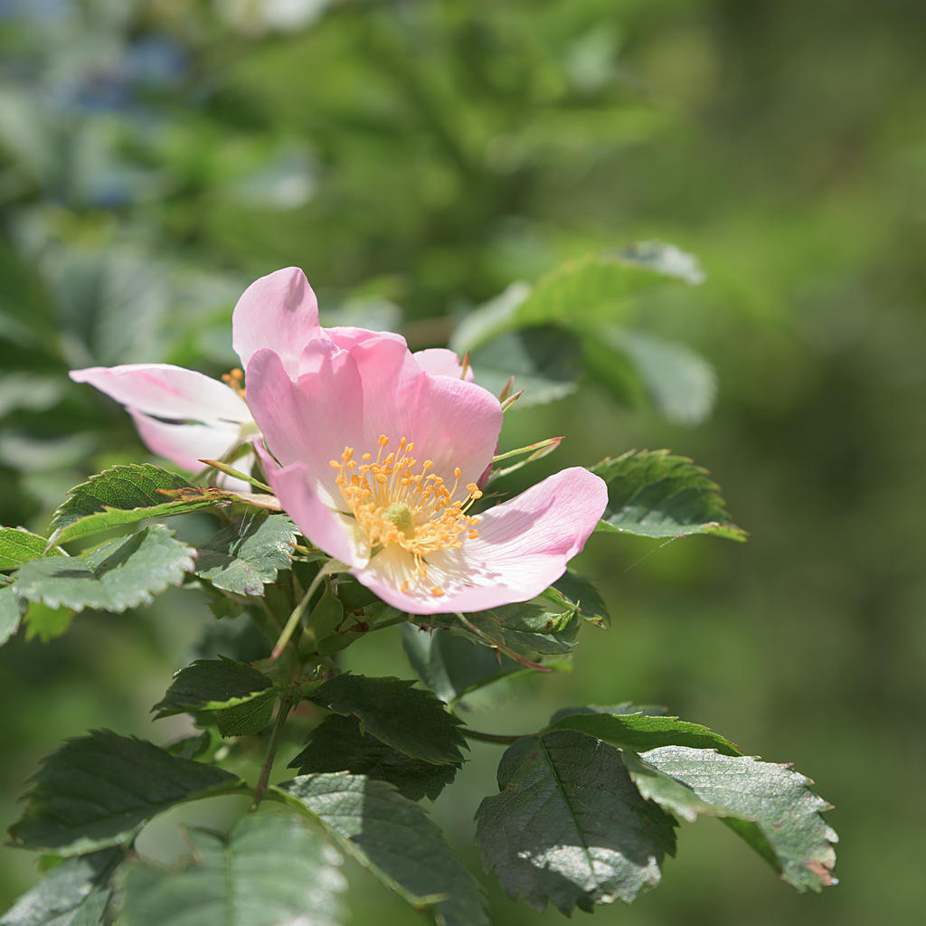 Pink-2.jpg