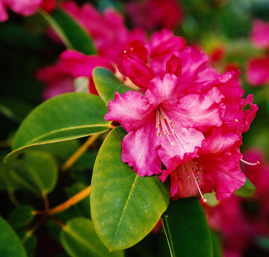 Pink-2.jpg