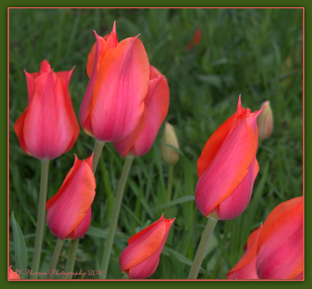 Pink and Orange Tulips  4-29-2016.jpg