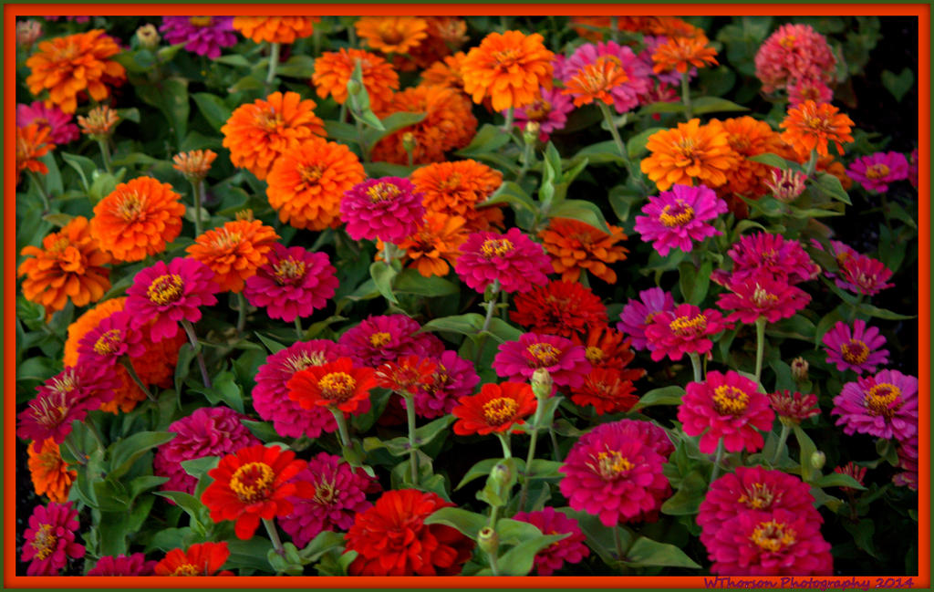 Pink and Orange Zinnia's.jpg