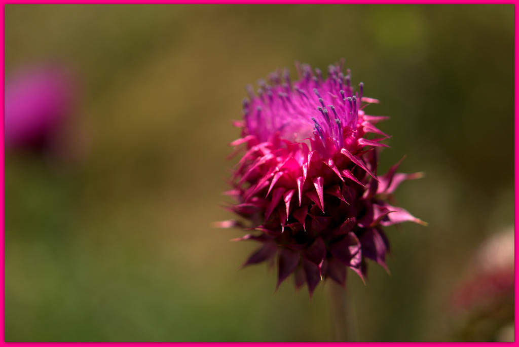Pink and Purple Sticker Weed.jpg