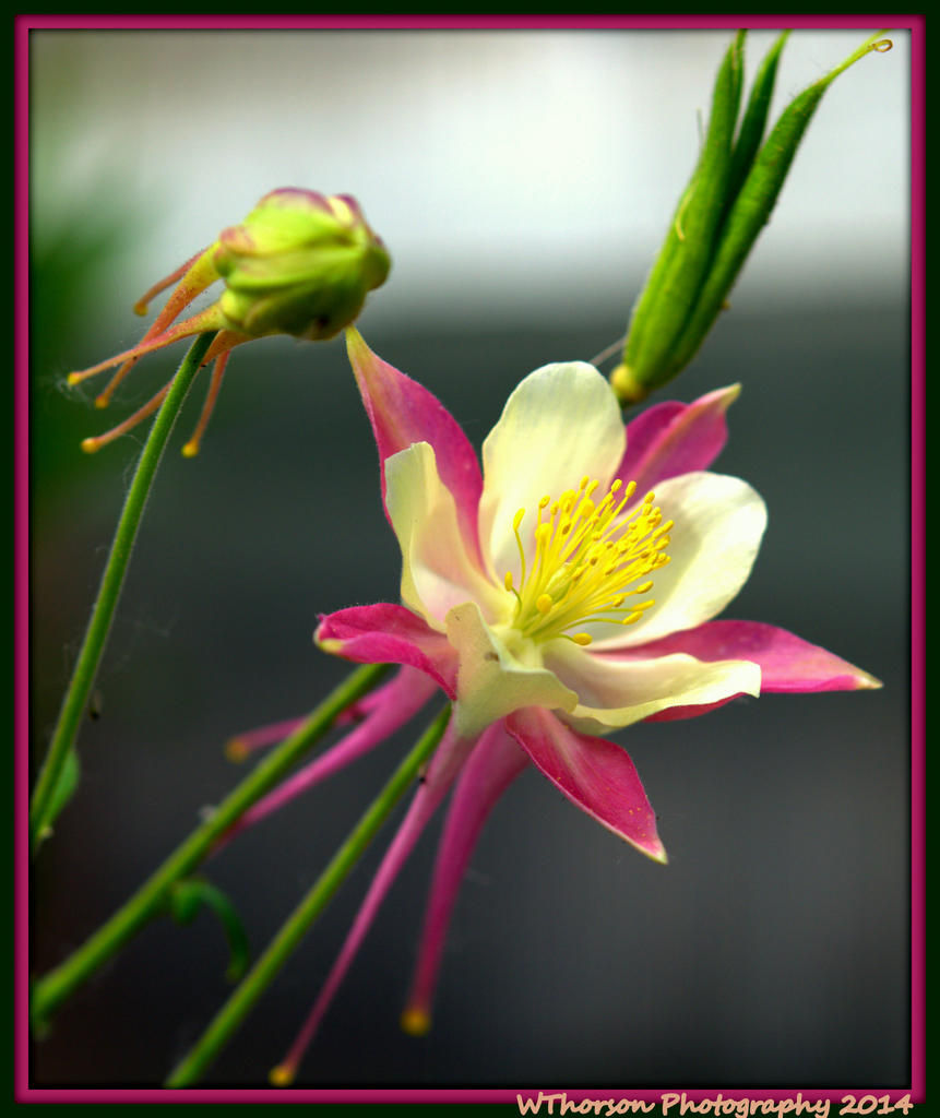 Pink and White Columbine.jpg