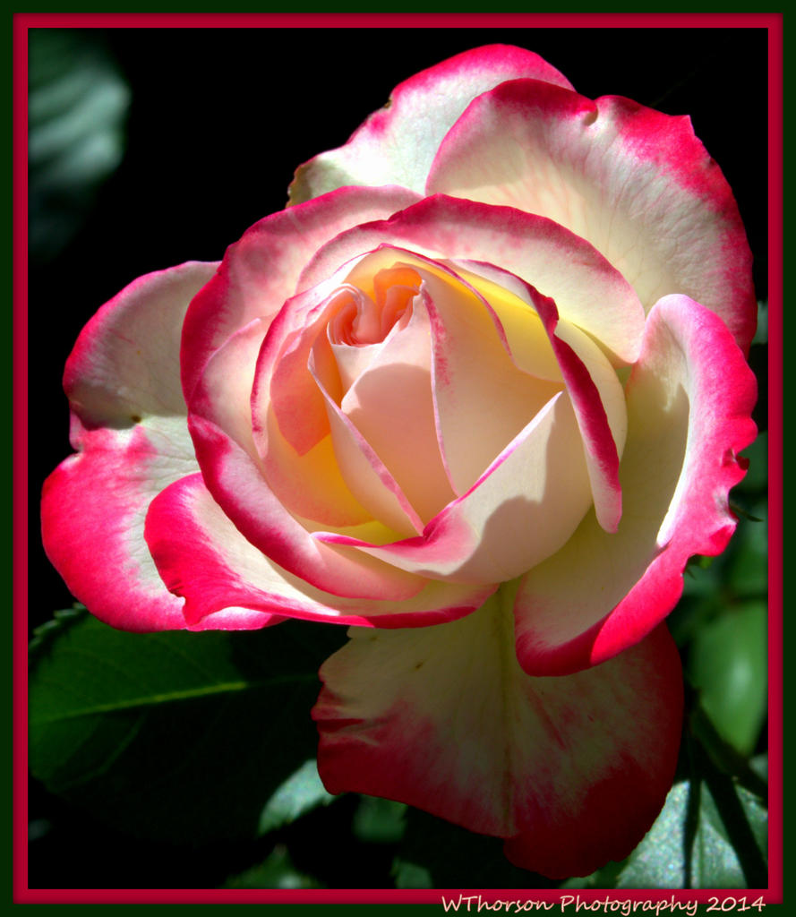 Pink and White Rose.jpg
