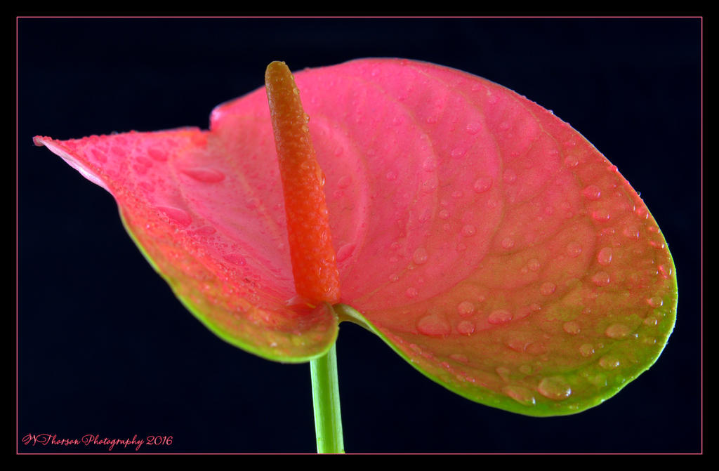 Pink Anthurium 6-10-2016.jpg