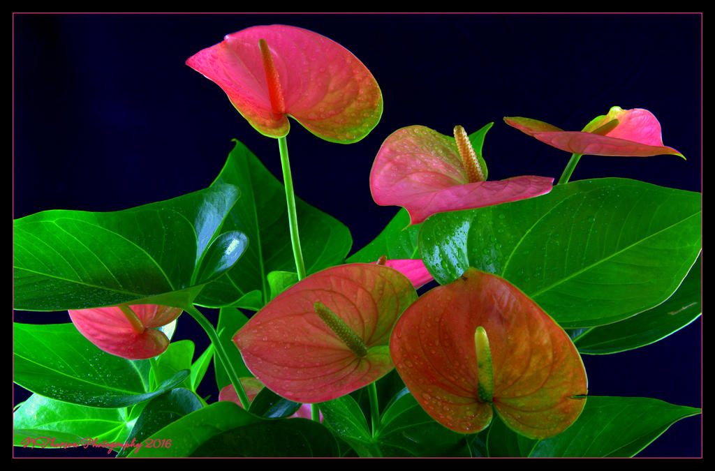 Pink Anthuriums 6-10-2016.jpg