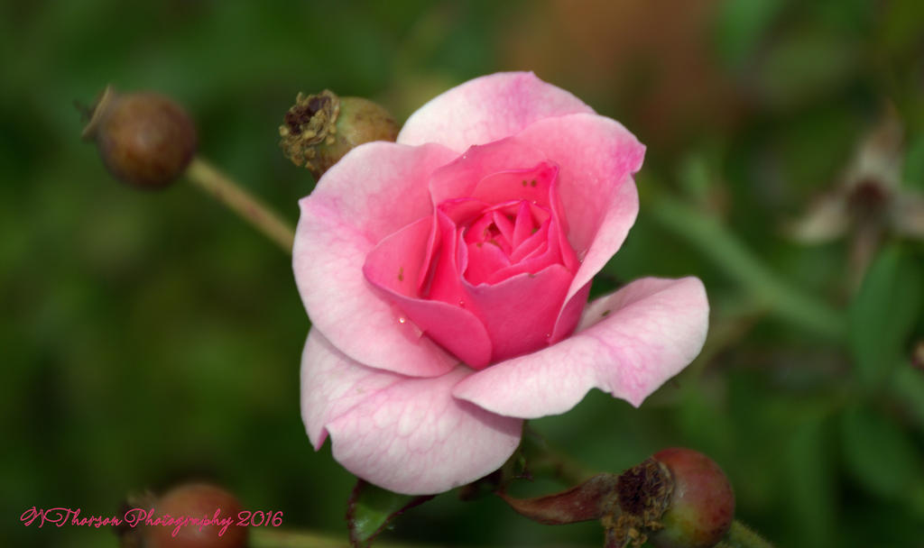 Pink Autumn Rose 10-24-2016.jpg
