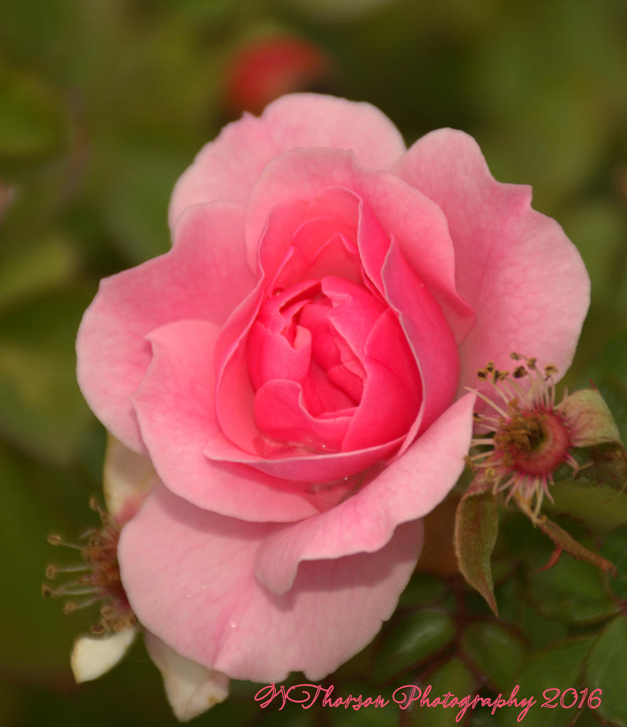 Pink Autumn Rose #2 10-24-2016.jpg