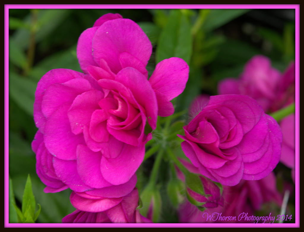 Pink Begonia.jpg