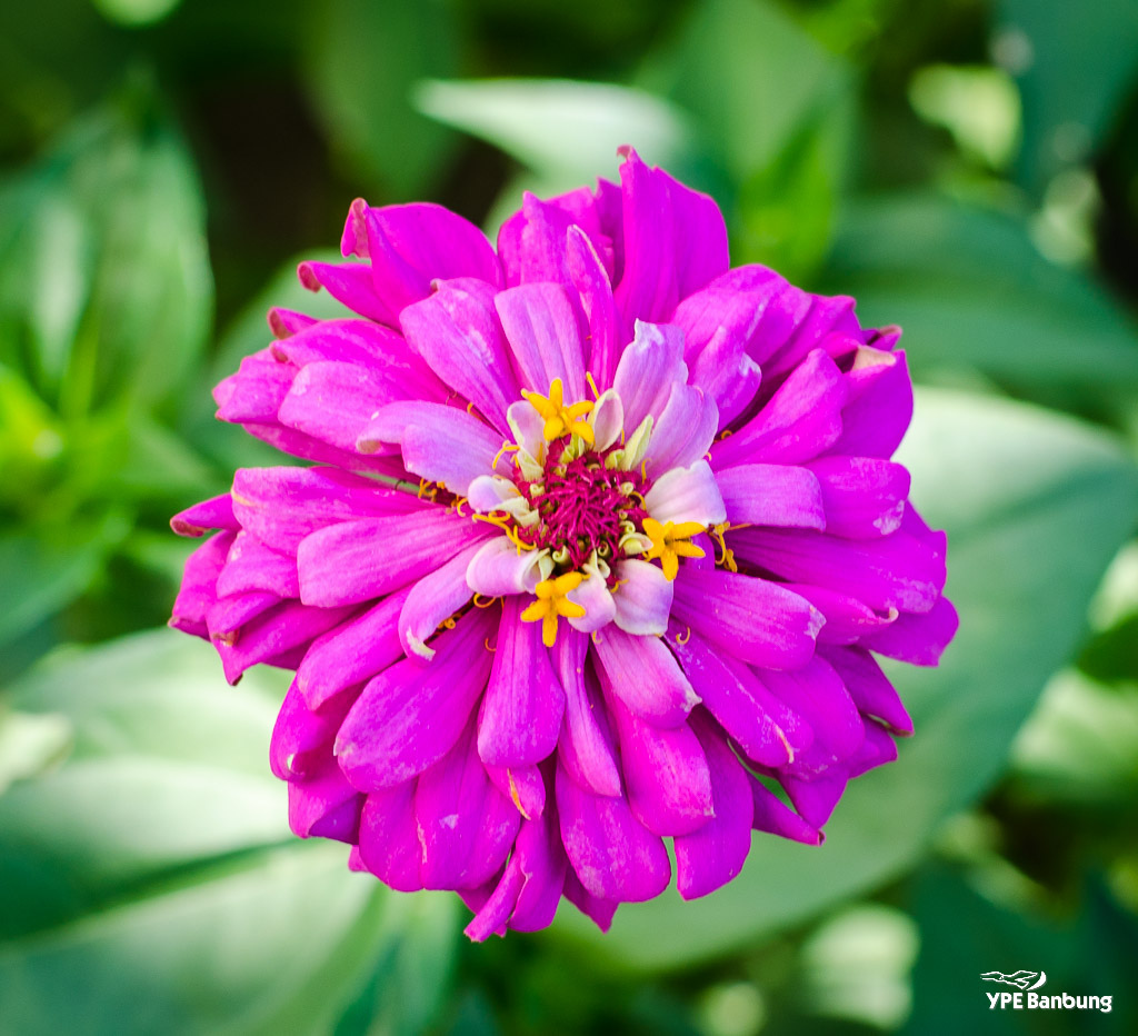 pink-blossom-1.jpg