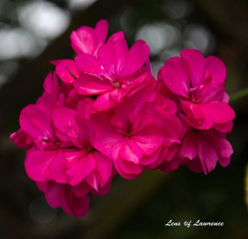 Pink Blossom LOL.jpg