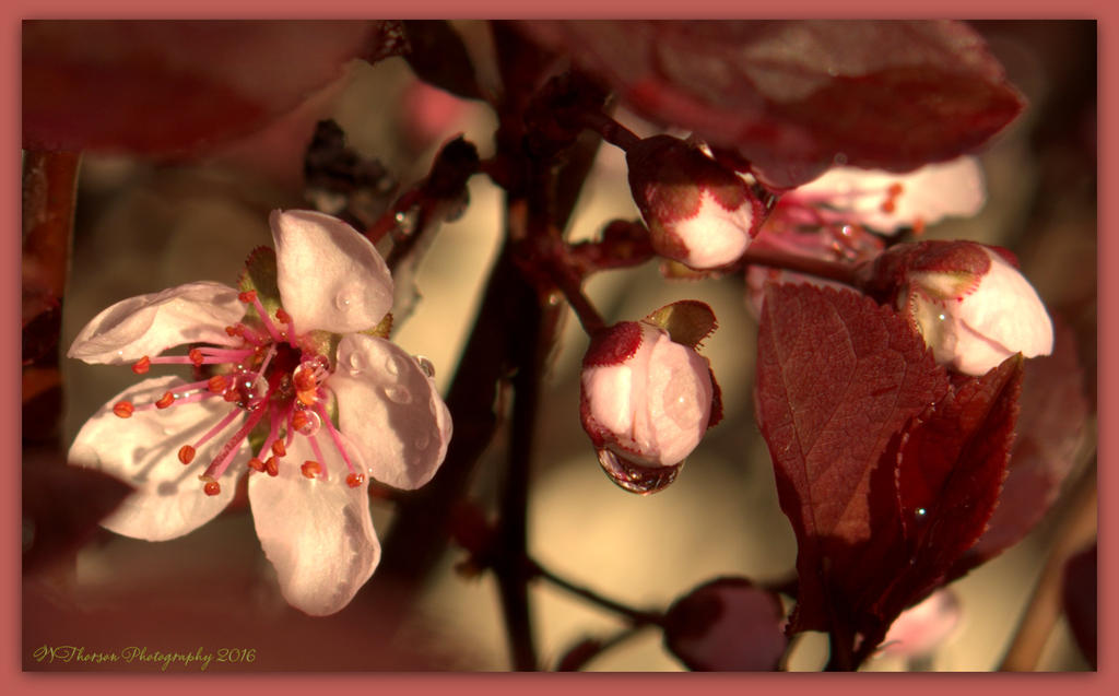 Pink Blossoms with Rain Drops #2 4-14-2016.jpg