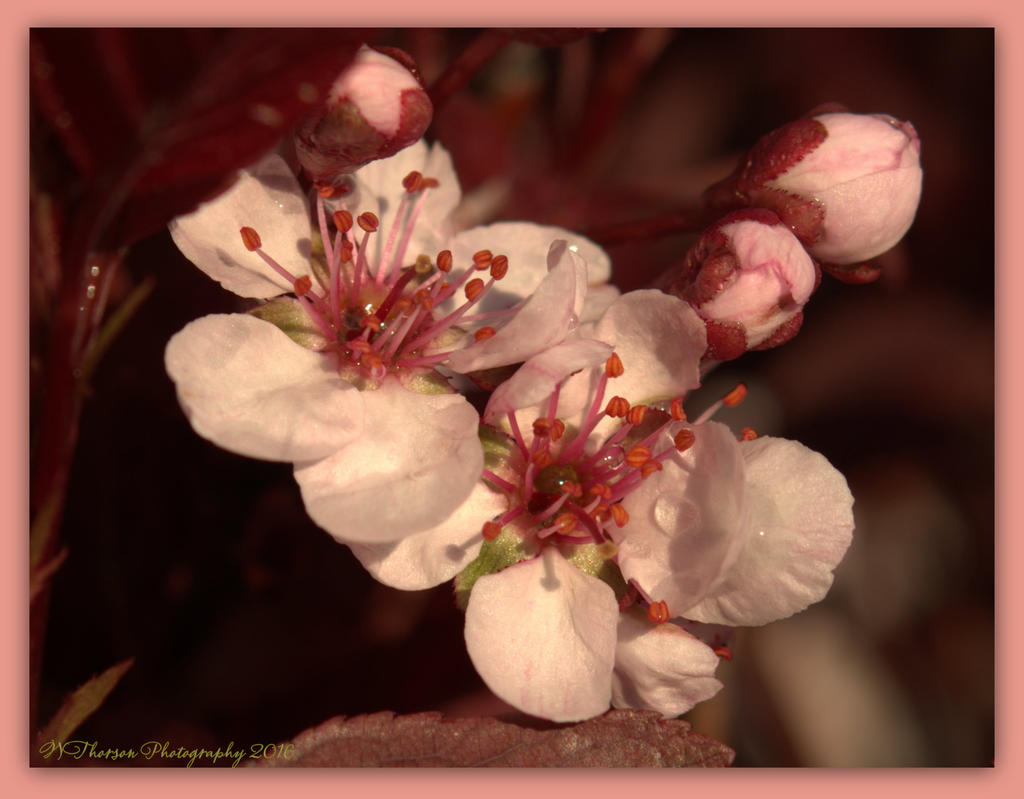 Pink Blossoms with Rain Drops 4-14-2016.jpg