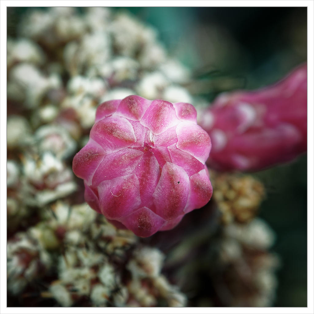 pink-bud-1.jpg