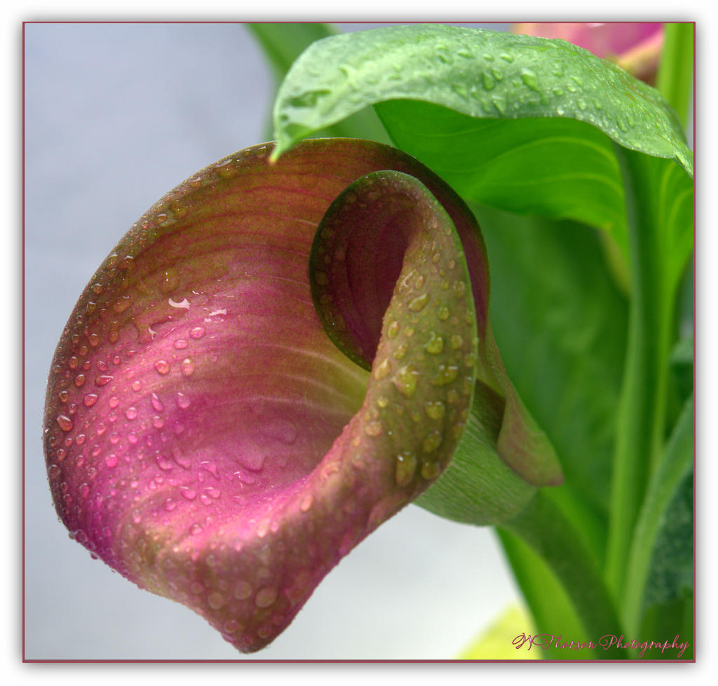 Pink Calla Lilly 5-2-2016.jpg