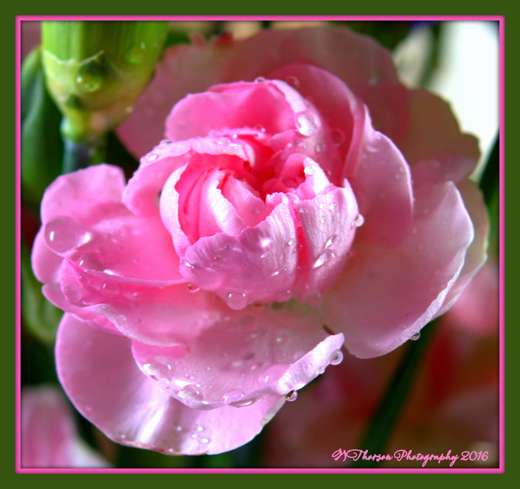 Pink Carnation 1-18-2016.jpg