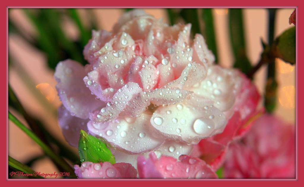 Pink Carnation 1-29-2016.jpg