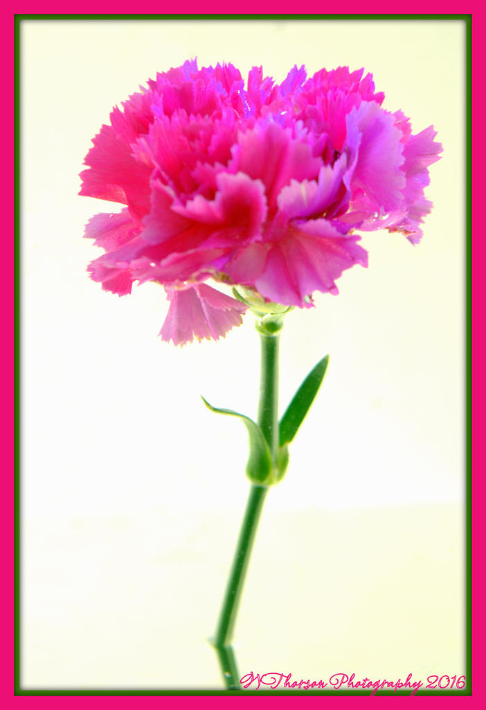 Pink Carnation 3-6-2016.jpg