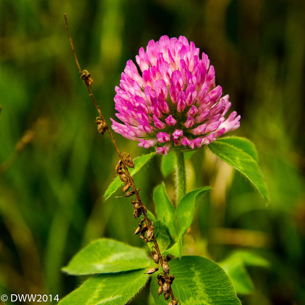 Pink Clover (1 of 1).jpg