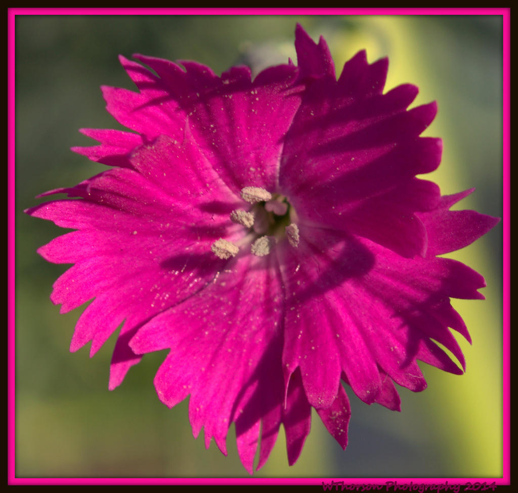 Pink Dianthus.jpg