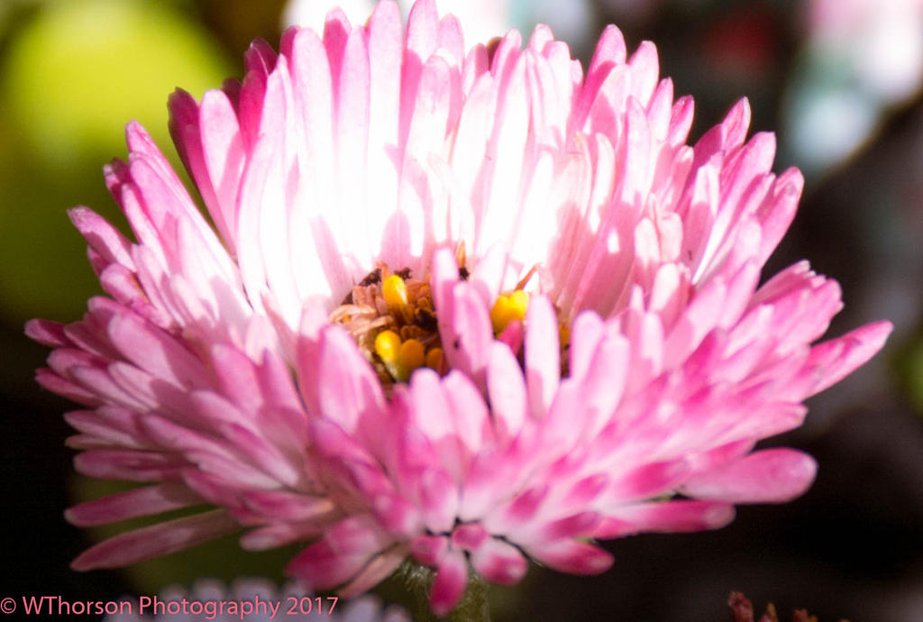 Pink English Daisy 4-10-2017.jpg