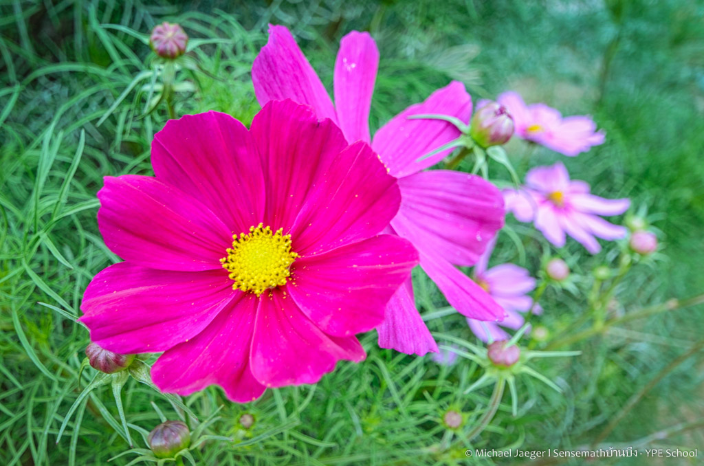 pink flower-1.jpg