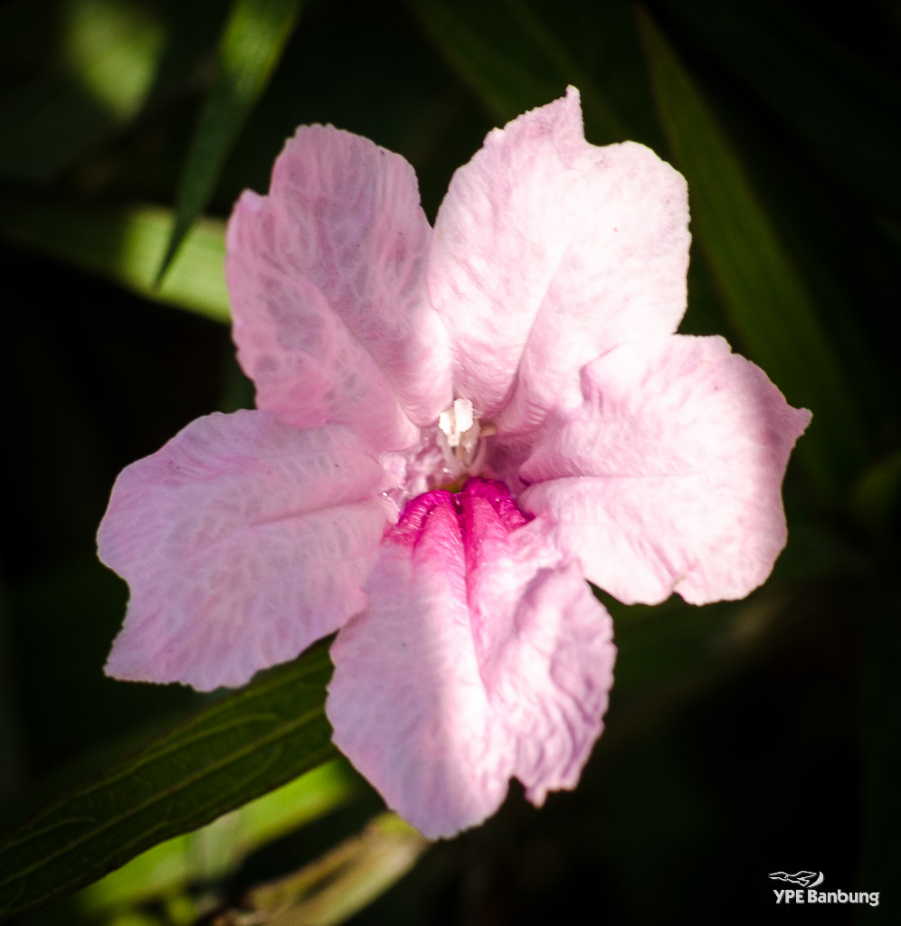 pink-flower-blossom-1.jpg