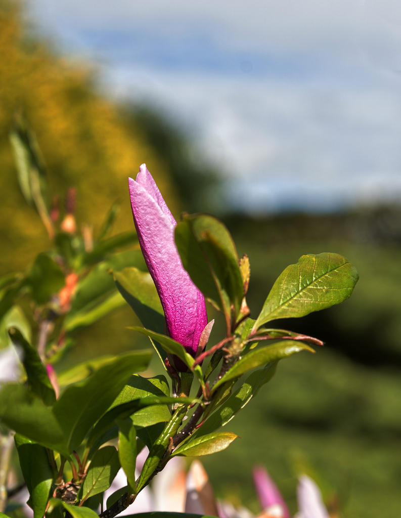 Pink-Flower.jpg