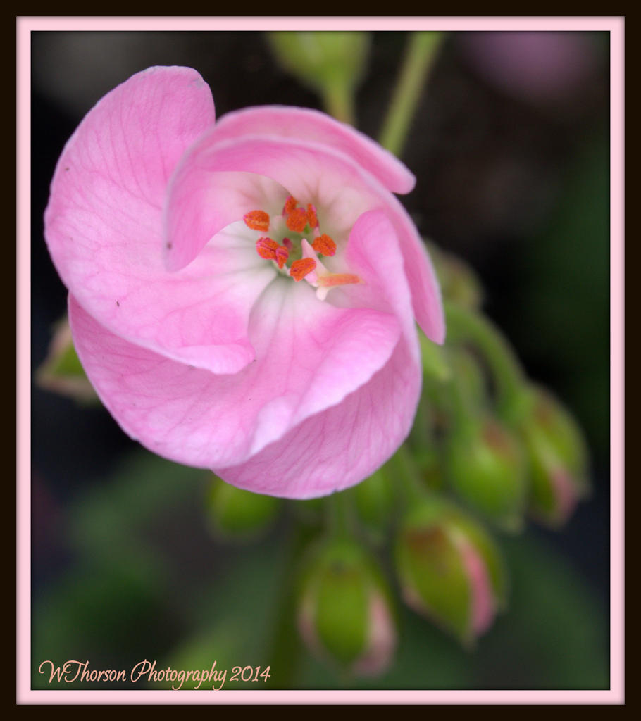 Pink Flower.jpg