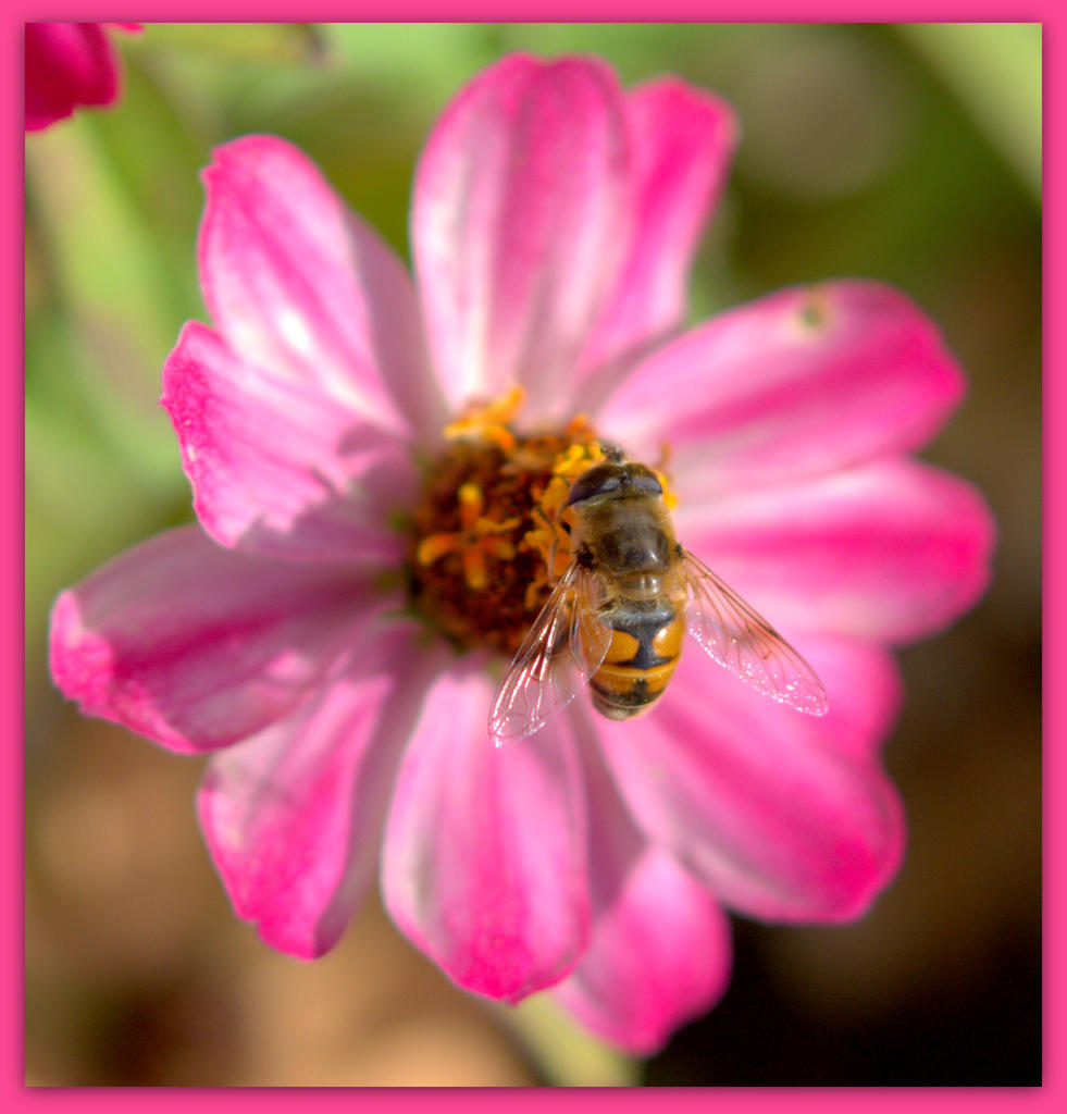 Pink Flower with a Bee.jpg