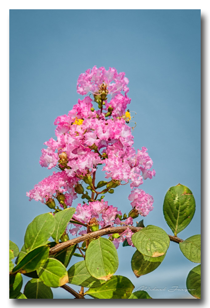 pink-flower-ype-banbung.jpg