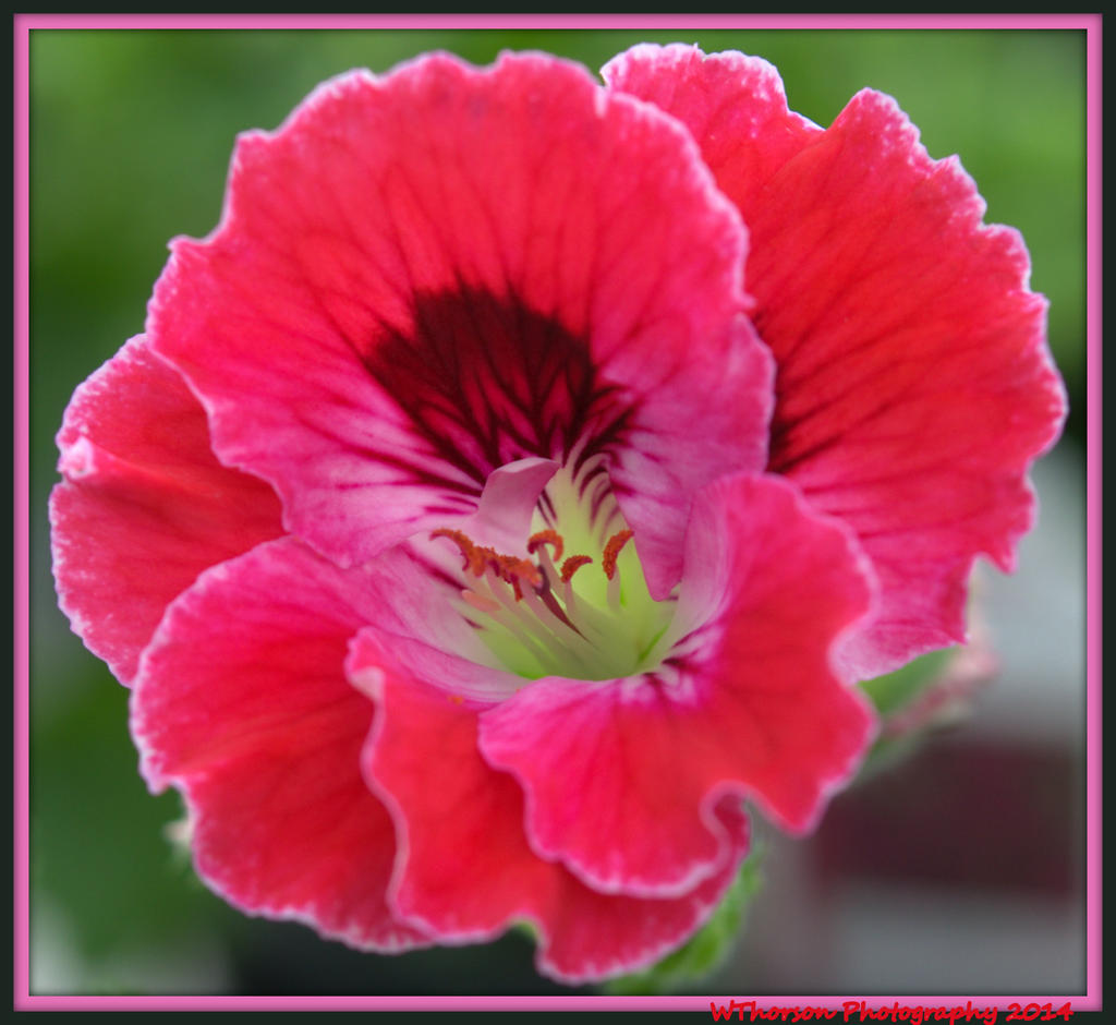 Pink Geranium.jpg