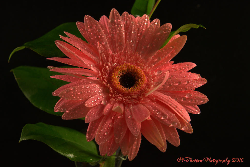 Pink Gerbera 12-6-2016.jpg