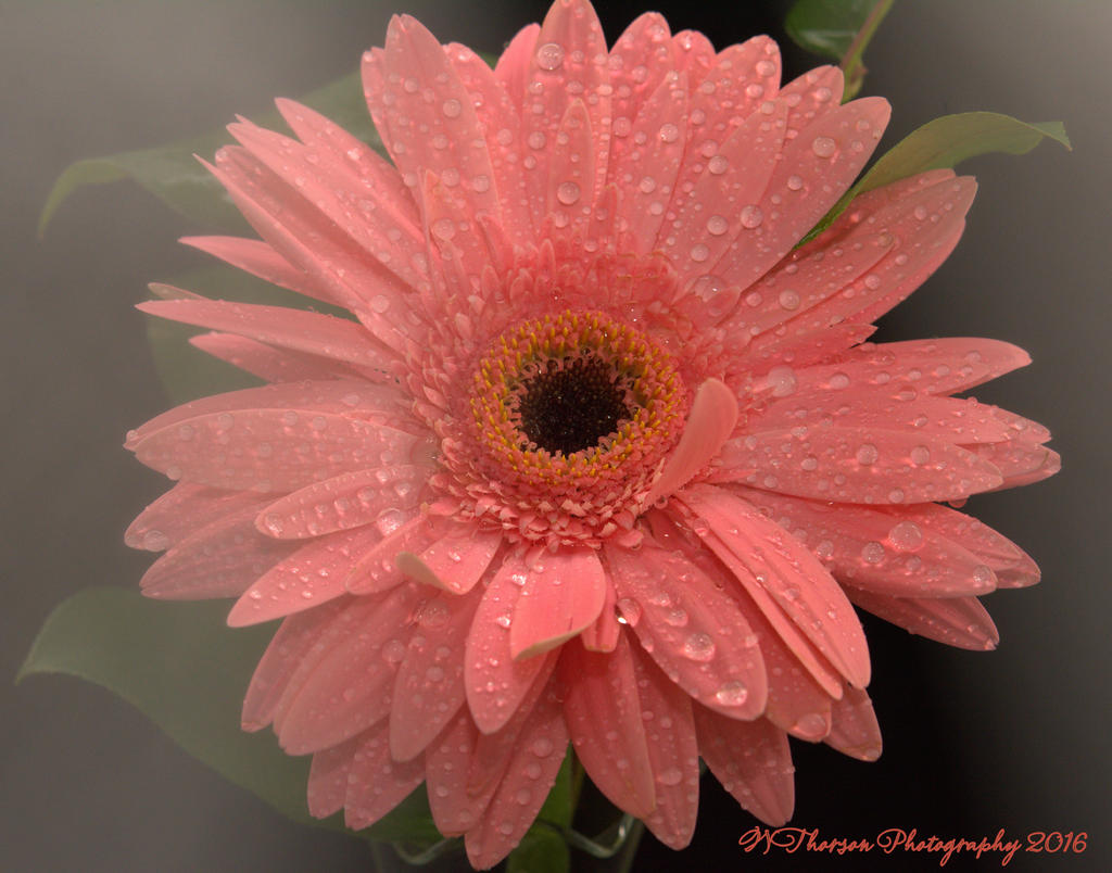 Pink Gerbera #2 12-6-2016.jpg