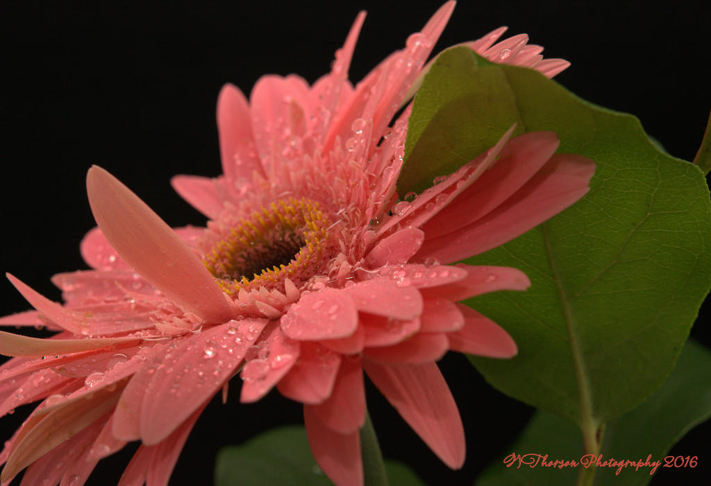 Pink Gerbera #3 12-6-2016.jpg